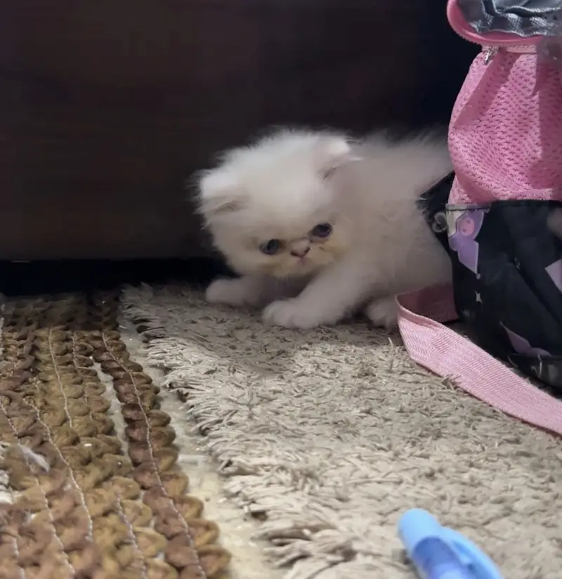 4 Pure peke face kittens for sale — photo 4