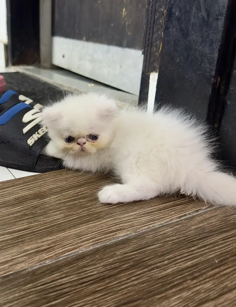 4 Pure peke face kittens for sale — photo 5