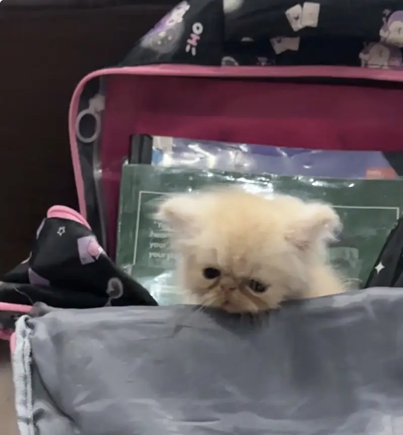 4 Pure peke face kittens for sale — photo 6