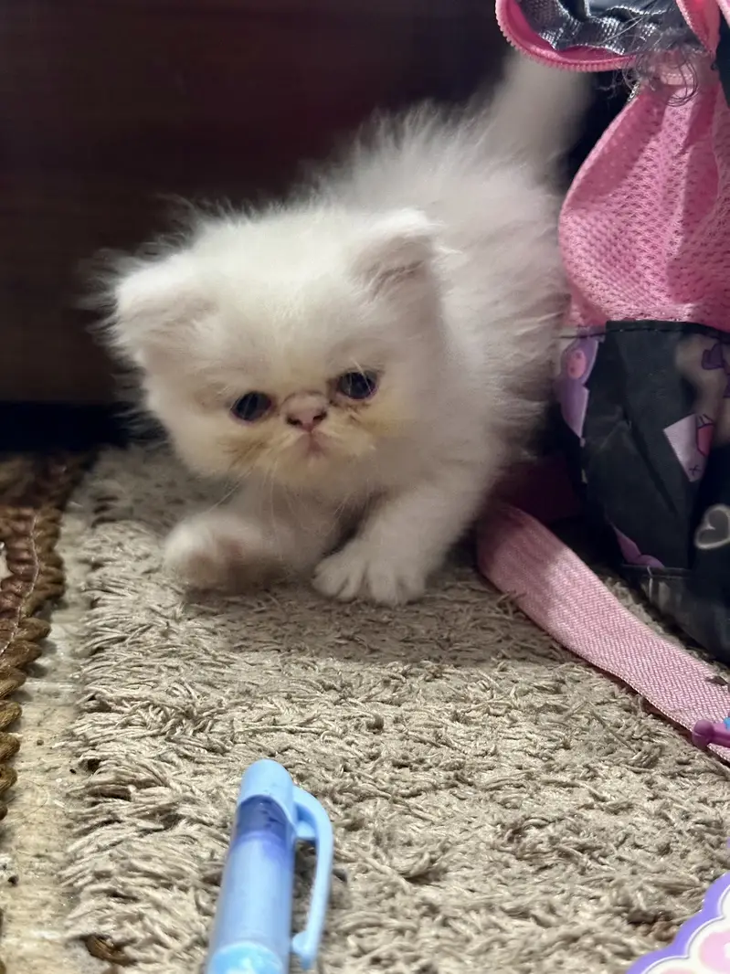 4 Pure peke face kittens for sale — photo 7