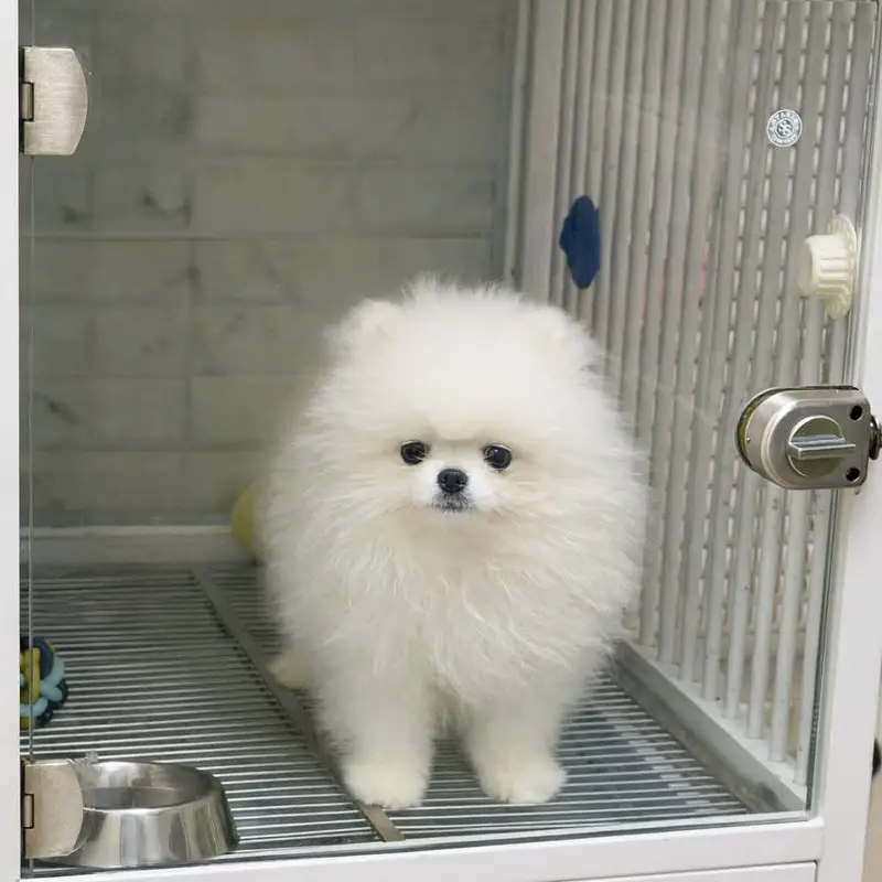 Pomeranian dog urgent for sale Call My WhatsApp 0313/4411/647 — photo 2