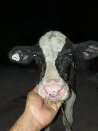 Pure Frezeion  F1 breed  bachra for sale