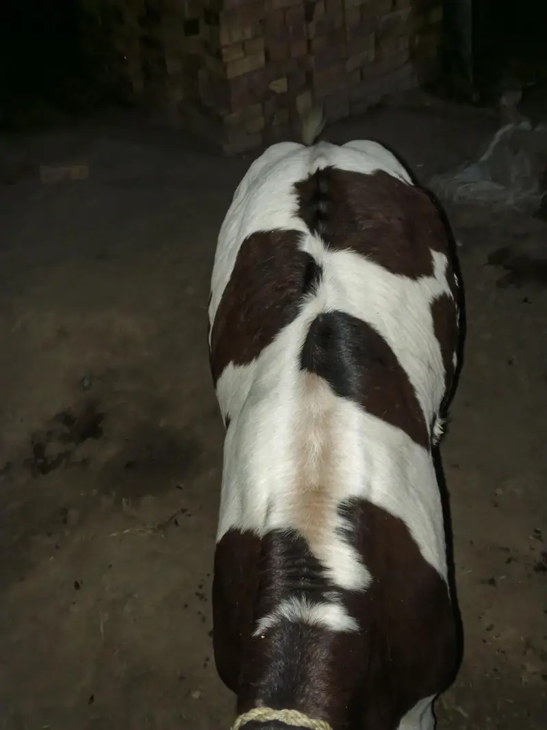 Pure Frezeion  F1 breed  bachra for sale — photo 2
