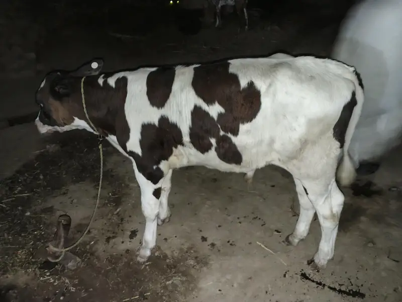 Pure Frezeion  F1 breed  bachra for sale — photo 3