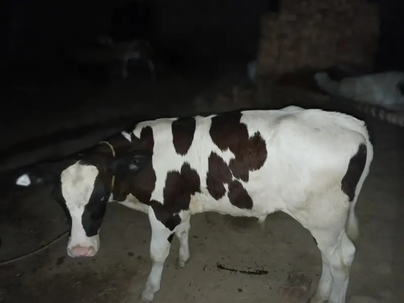 Pure Frezeion  F1 breed  bachra for sale — photo 4