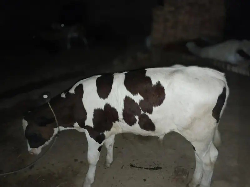 Pure Frezeion  F1 breed  bachra for sale — photo 5