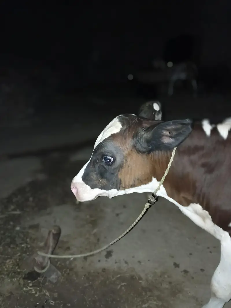 Pure Frezeion  F1 breed  bachra for sale — photo 6
