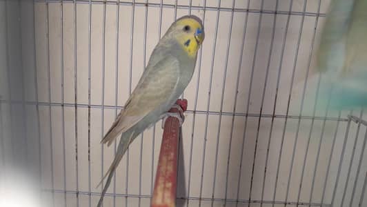 Rainbow Pair or Female Turkish Quality