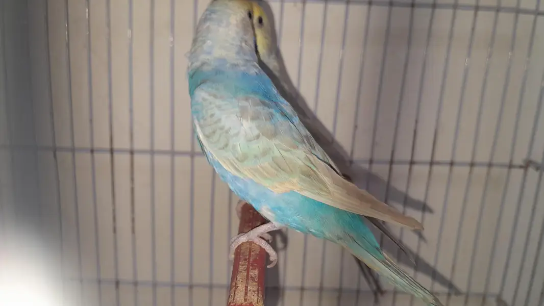 Rainbow Pair or Female Turkish Quality — photo 2