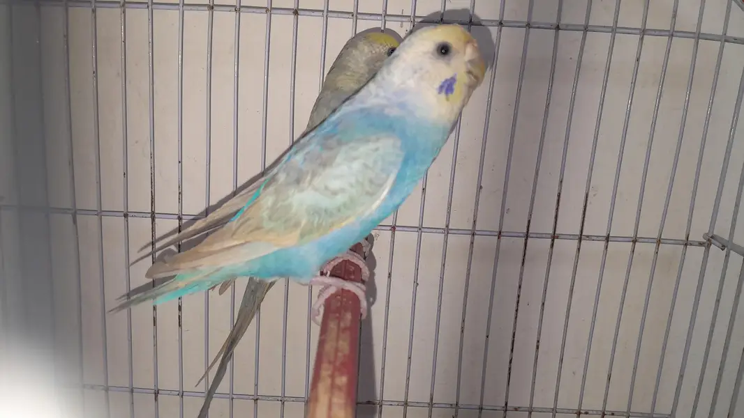 Rainbow Pair or Female Turkish Quality — photo 3