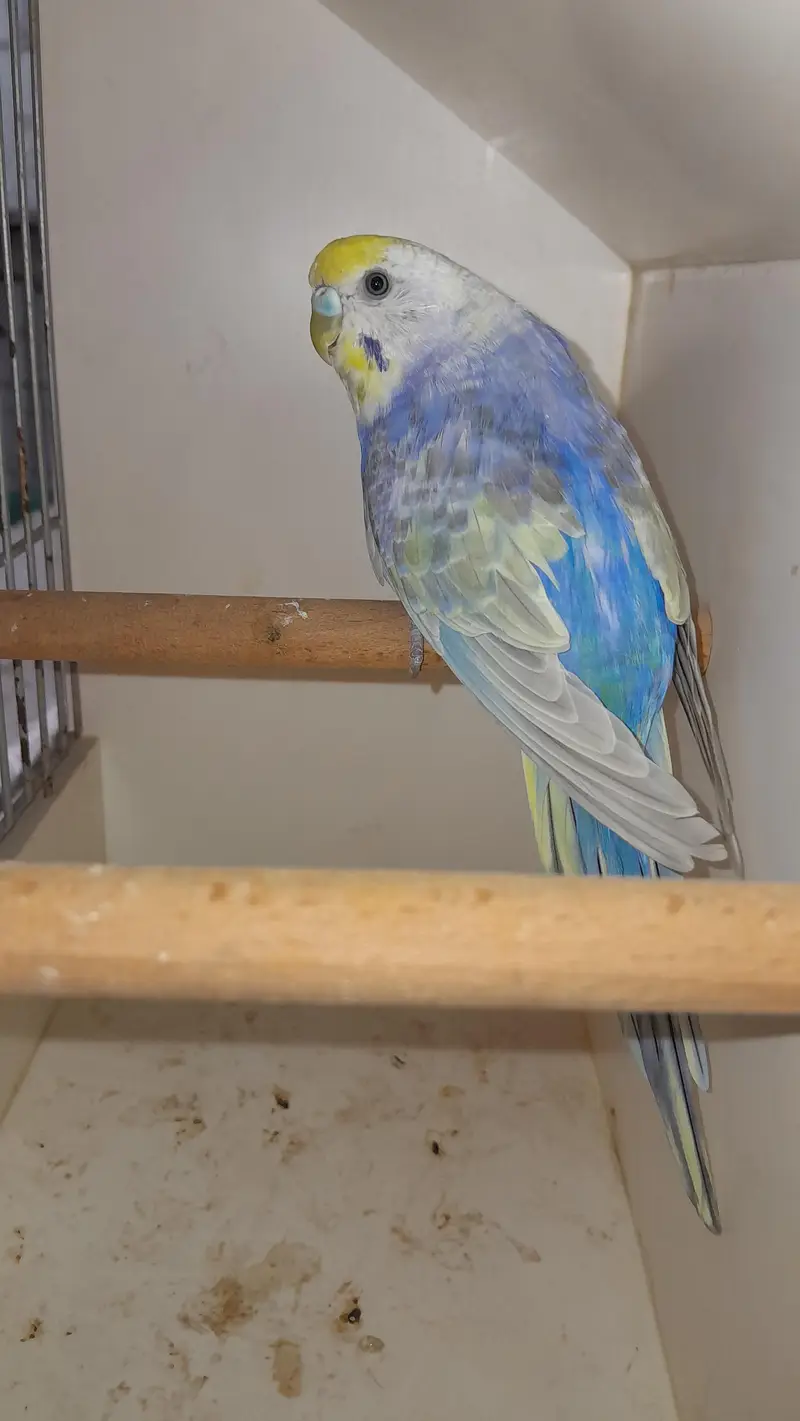 Rainbow Pair or Female Turkish Quality — photo 4