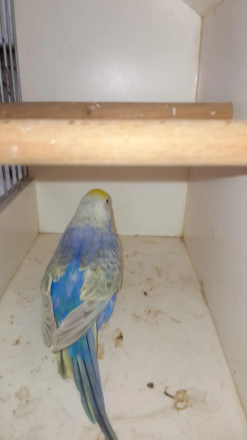 Rainbow Pair or Female Turkish Quality — photo 6