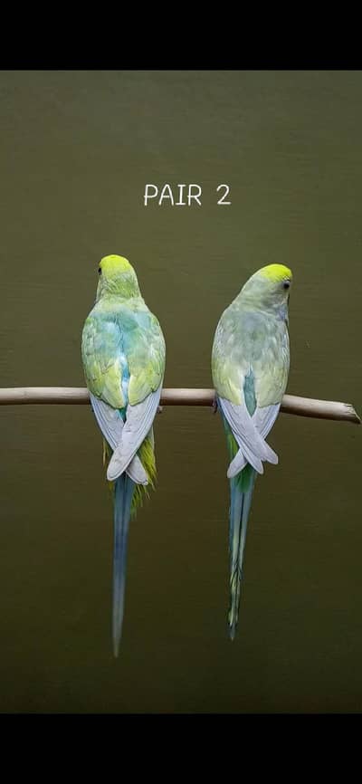 Rainbow Budgie Pairs