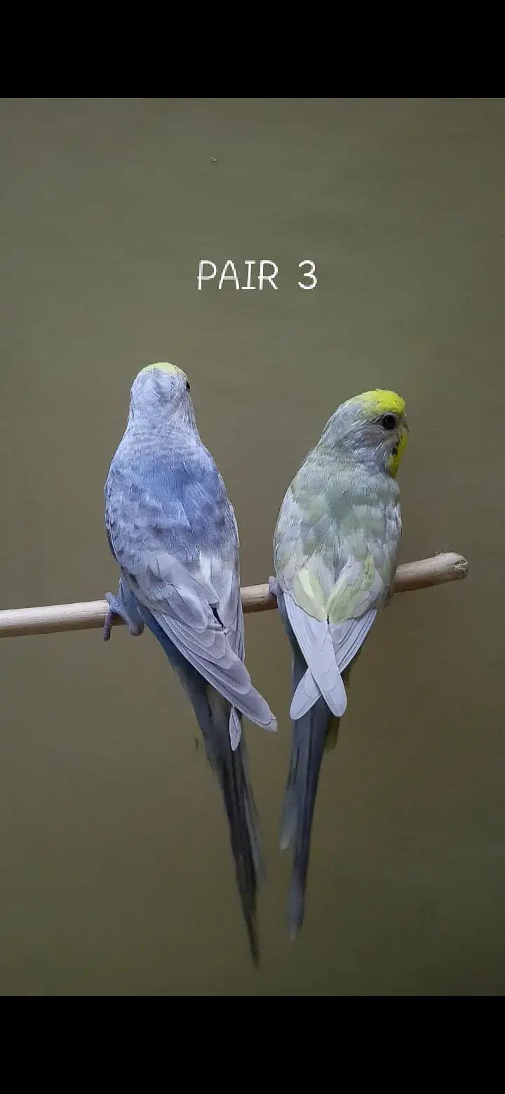 Rainbow Budgie Pairs — photo 4
