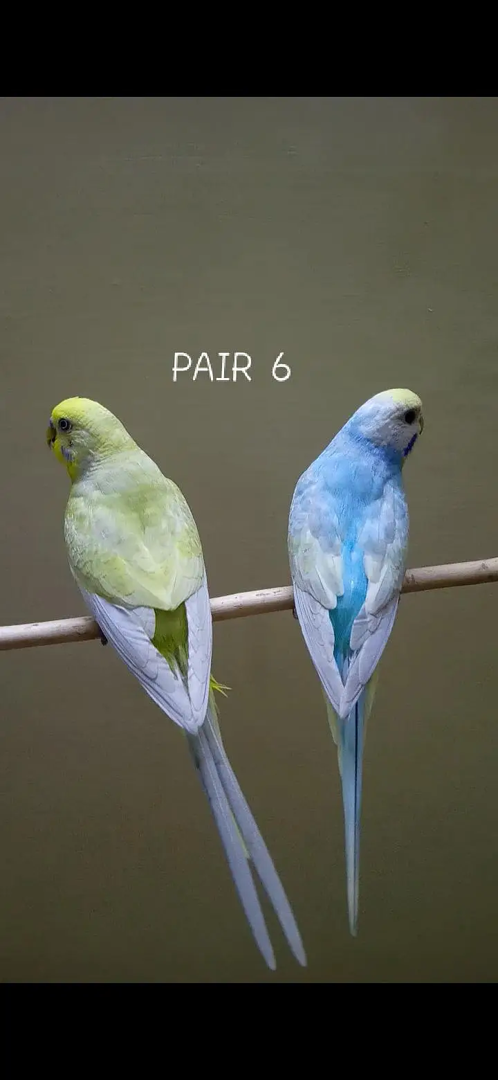 Rainbow Budgie Pairs — photo 6