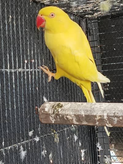 yellow ring nack