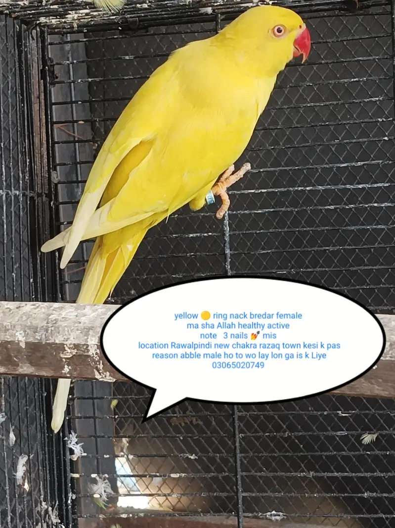 yellow ring nack — photo 2