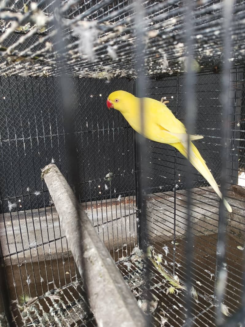 yellow ring nack 2