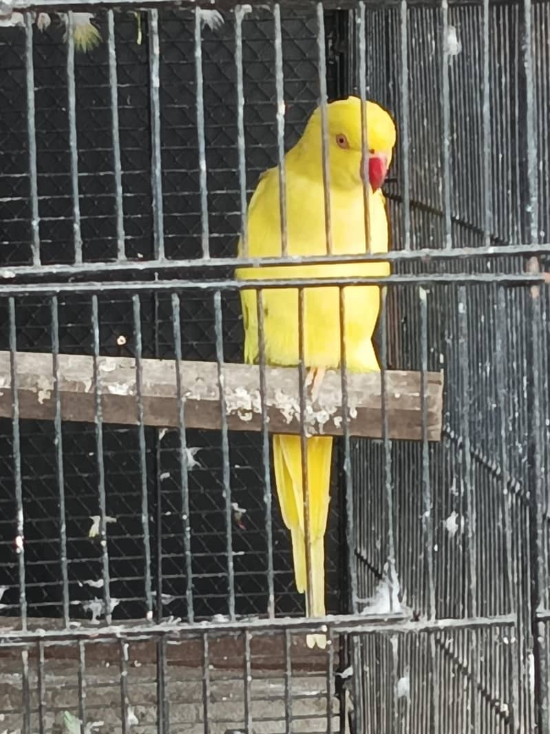 yellow ring nack 3