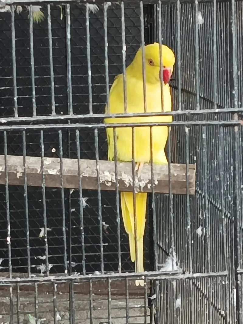 yellow ring nack — photo 4