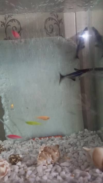 Pair of Healthy & Active Iridescent Blue Line Sharks for Sale