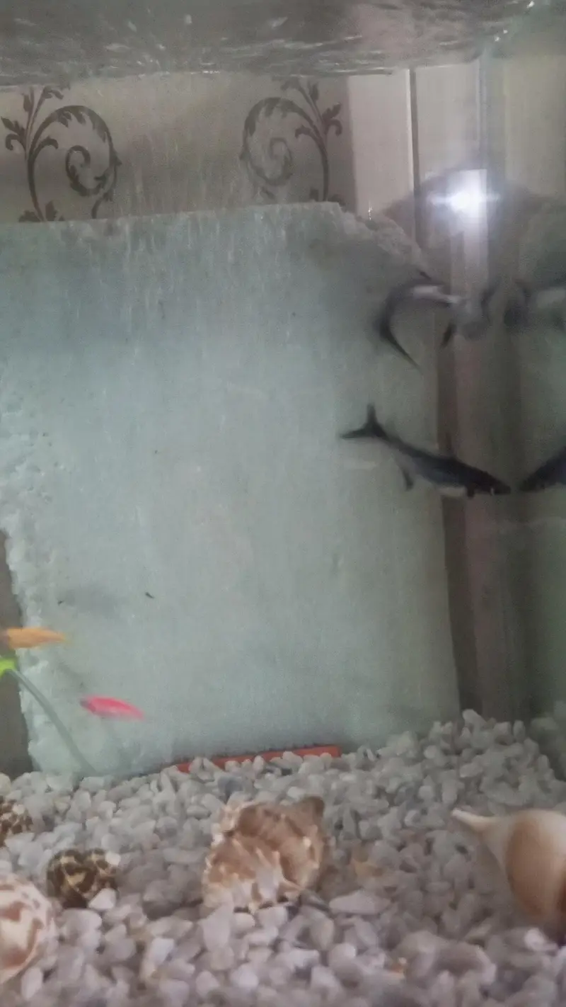 Pair of Healthy & Active Iridescent Blue Line Sharks for Sale — photo 2