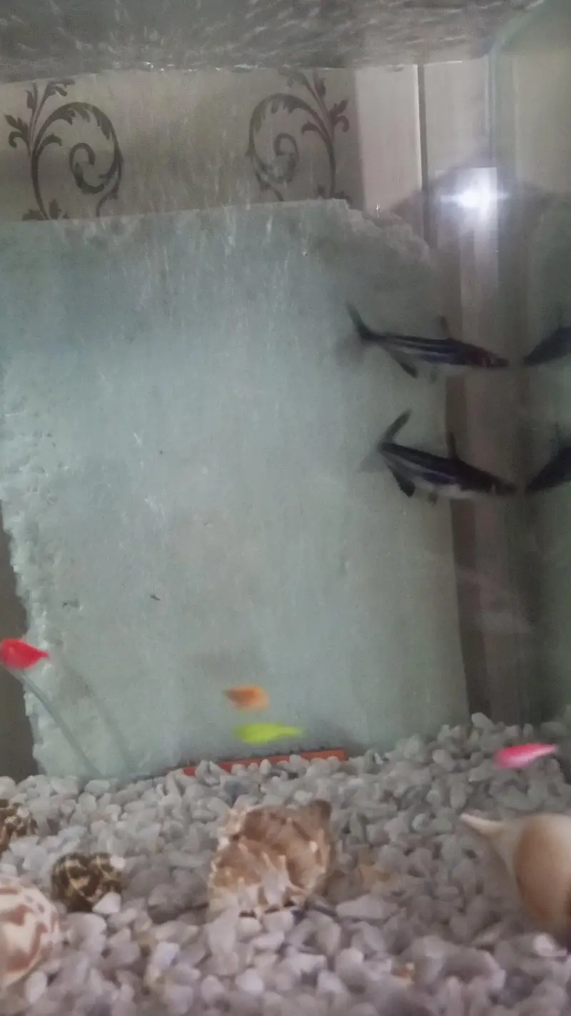 Pair of Healthy & Active Iridescent Blue Line Sharks for Sale — photo 3