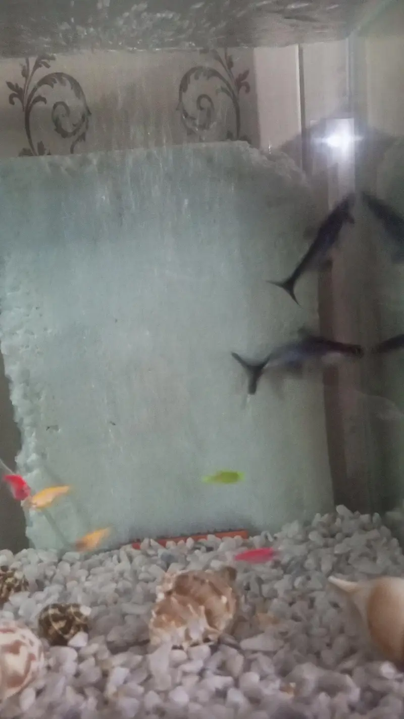 Pair of Healthy & Active Iridescent Blue Line Sharks for Sale — photo 4