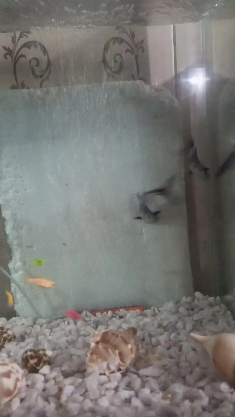 Pair of Healthy & Active Iridescent Blue Line Sharks for Sale — photo 5