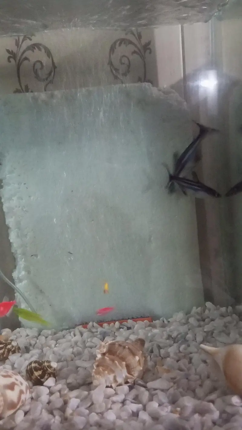 Pair of Healthy & Active Iridescent Blue Line Sharks for Sale — photo 6