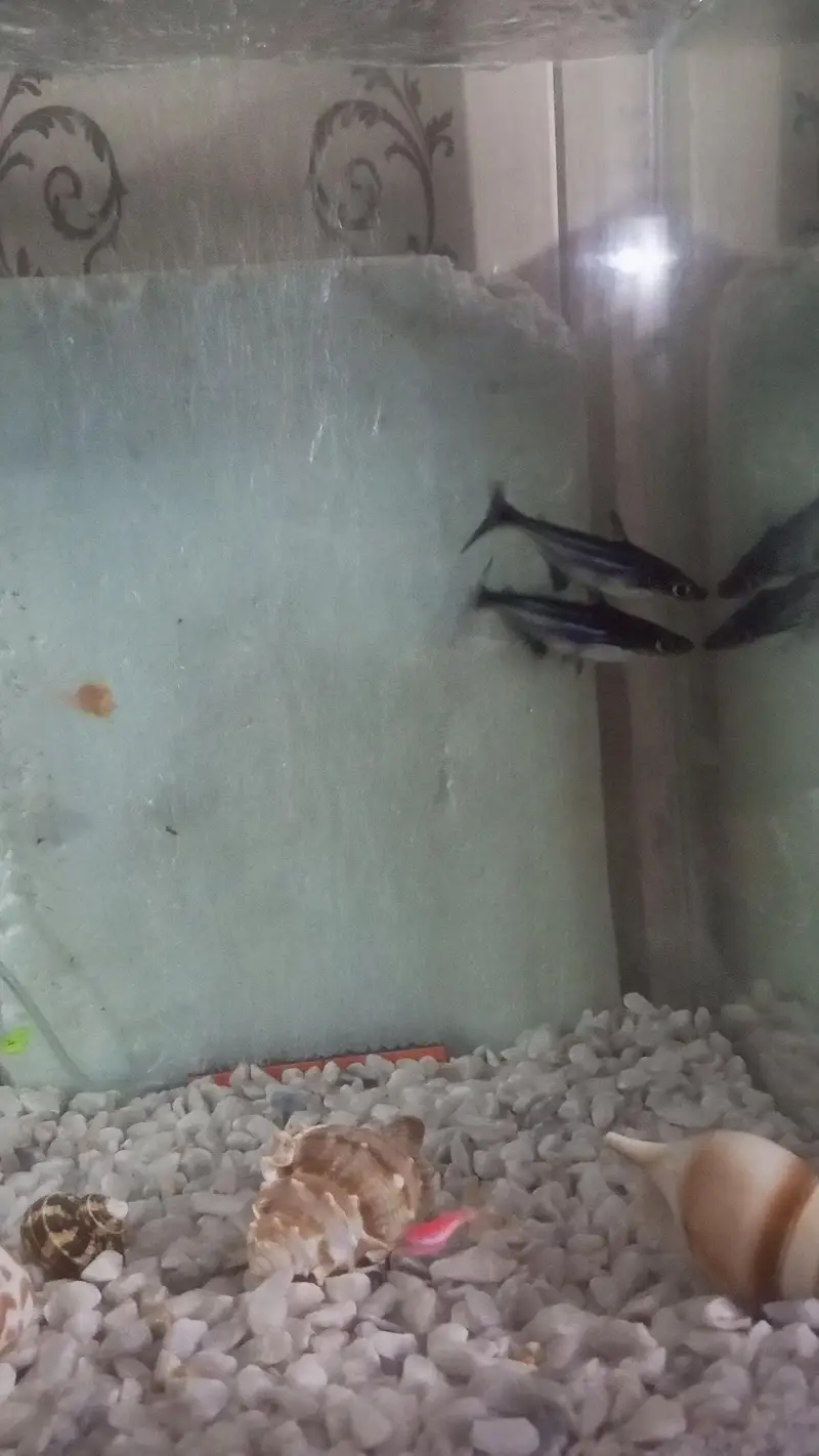 Pair of Healthy & Active Iridescent Blue Line Sharks for Sale — photo 7