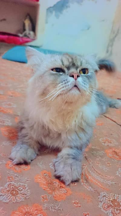  Beautiful Persian cat for sale Healthy and active