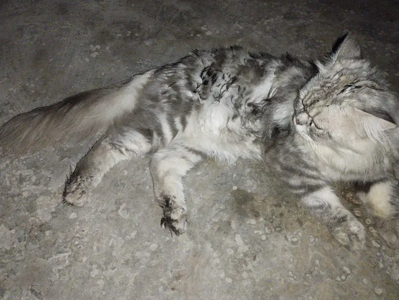  Beautiful Persian cat for sale Healthy and active — photo 2