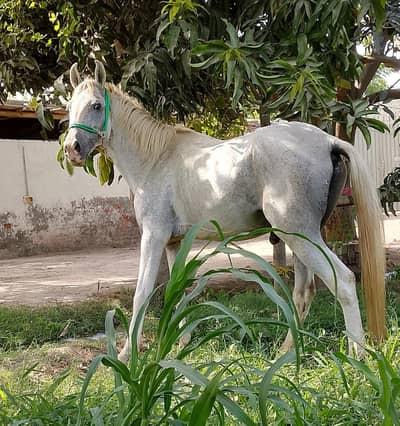 desi ghora 60+dancr