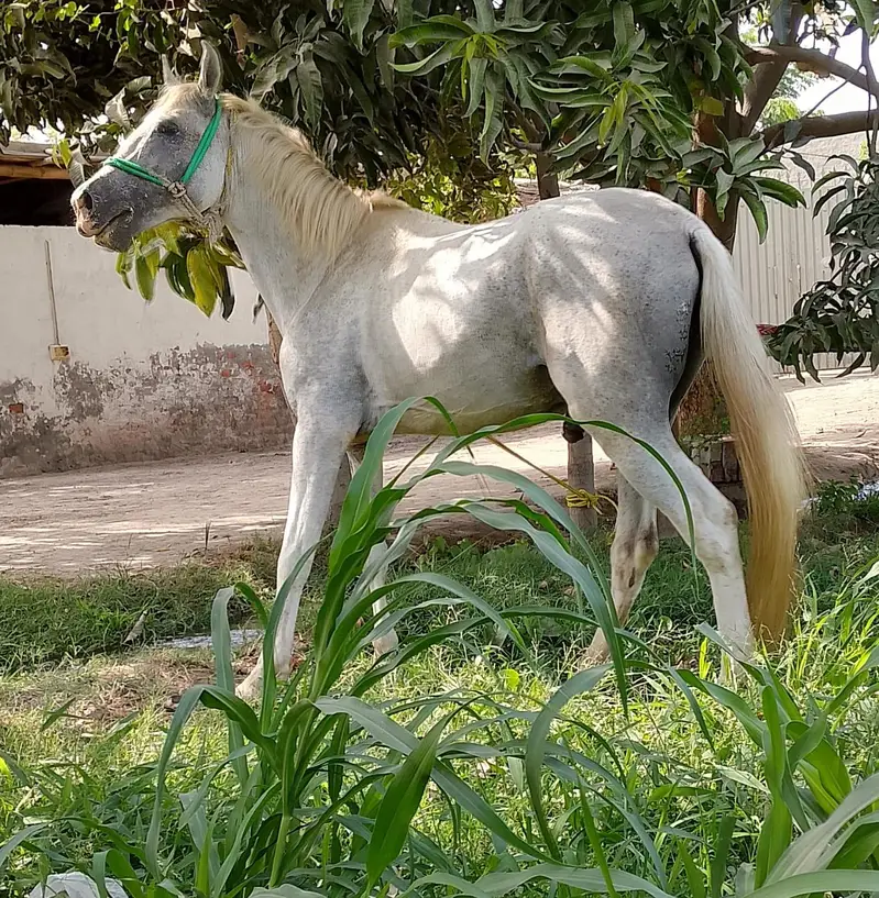 desi ghora 60+dancr — photo 2