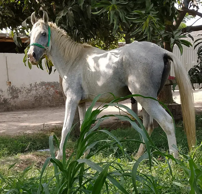 desi ghora 60+dancr — photo 3