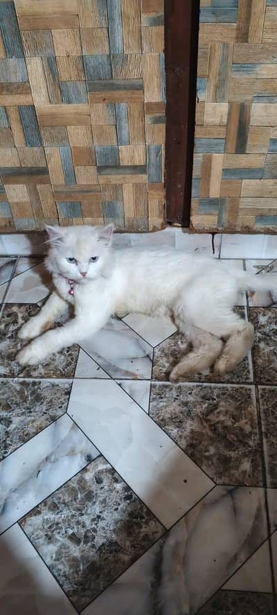 Persian female pregnant double coat Blue eyes
