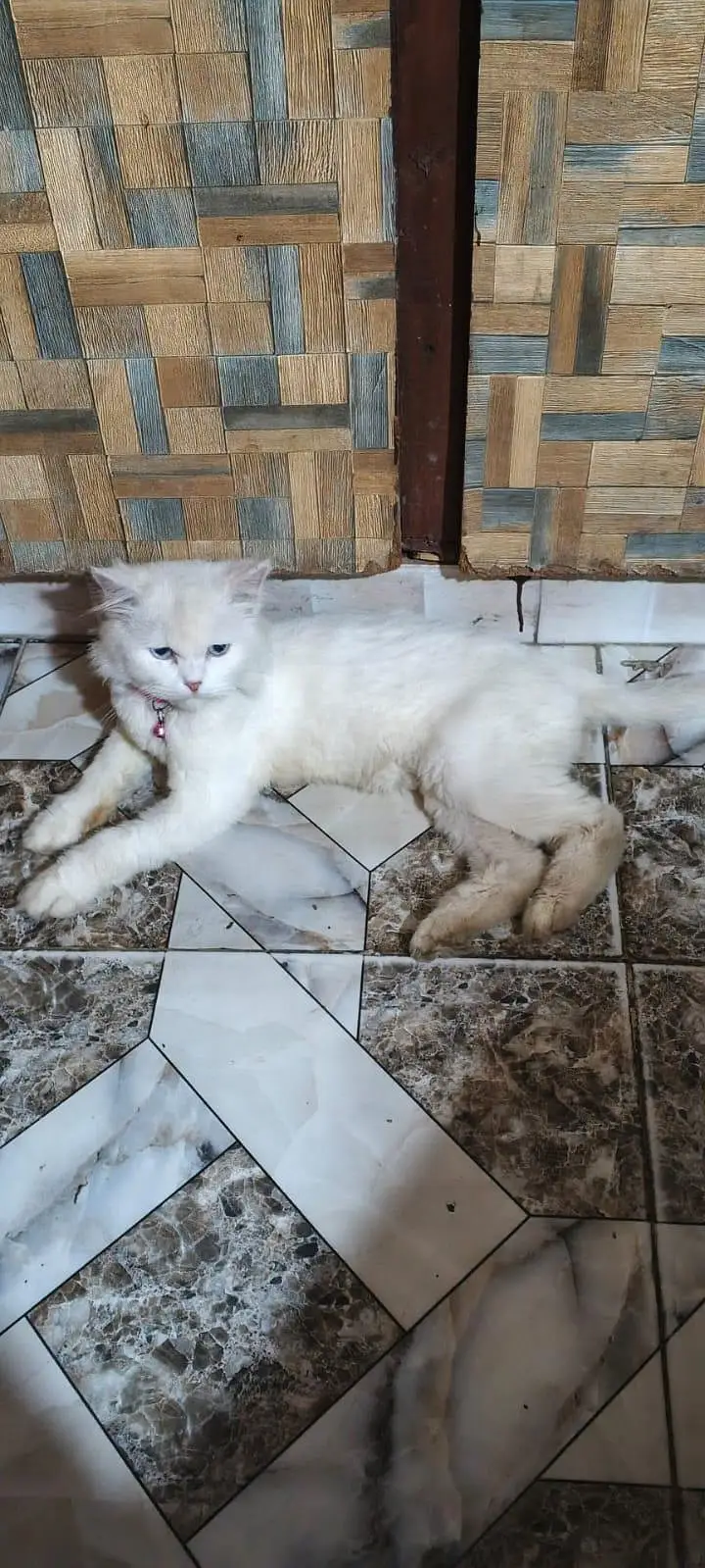 Persian female pregnant double coat Blue eyes — photo 2