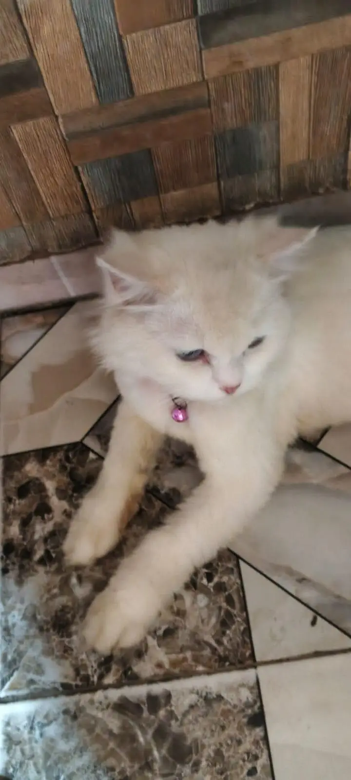 Persian female pregnant double coat Blue eyes — photo 3