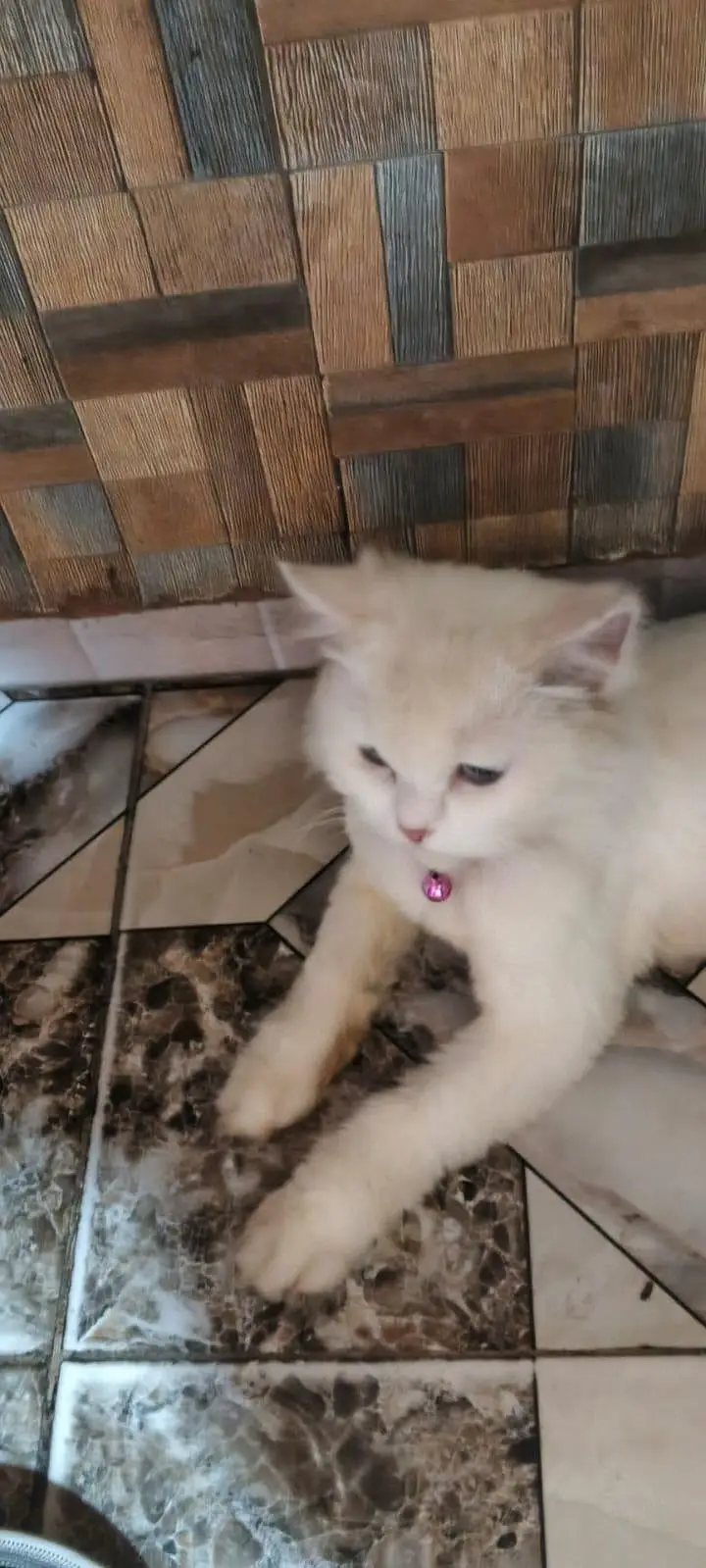 Persian female pregnant double coat Blue eyes — photo 4