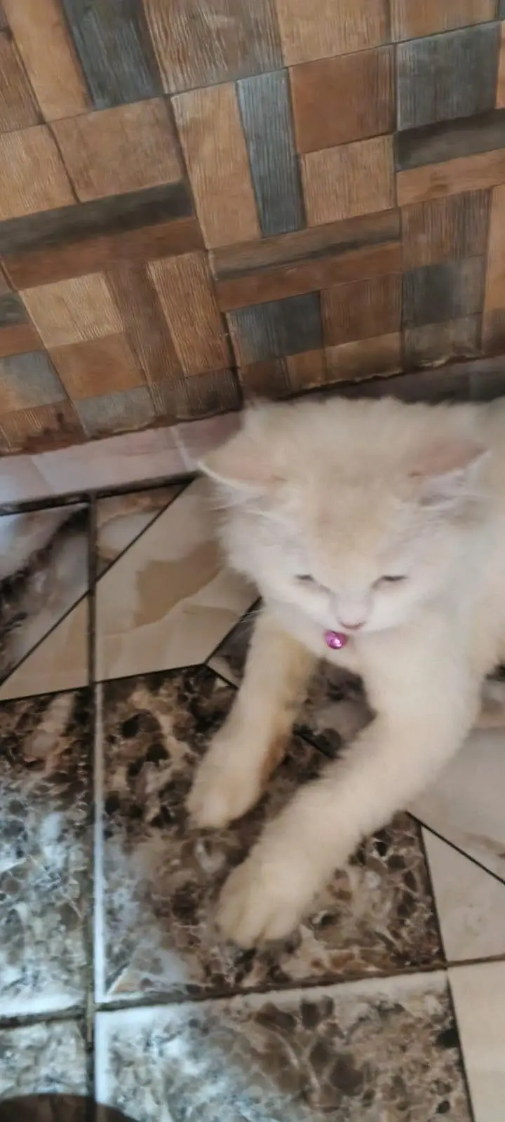 Persian female pregnant double coat Blue eyes — photo 5