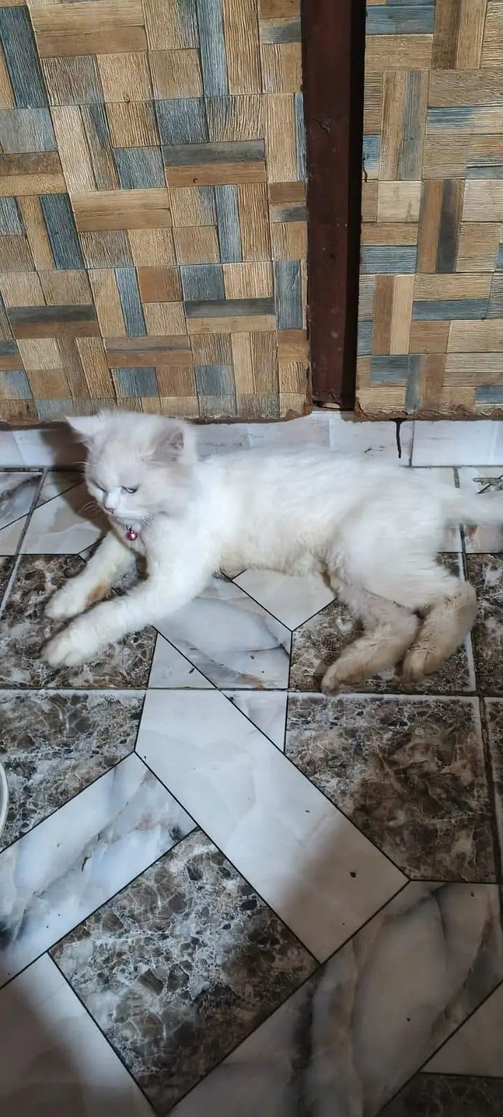 Persian female pregnant double coat Blue eyes — photo 6