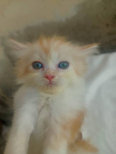 Mashallah 5 fluffy Persian kittens available baby blue eyes doll face
