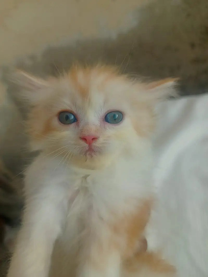 Mashallah 5 fluffy Persian kittens available baby blue eyes doll face