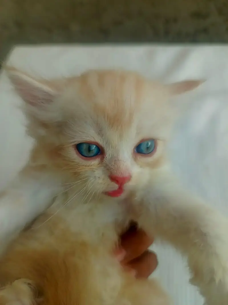 Mashallah 5 fluffy Persian kittens available baby blue eyes doll face — photo 2
