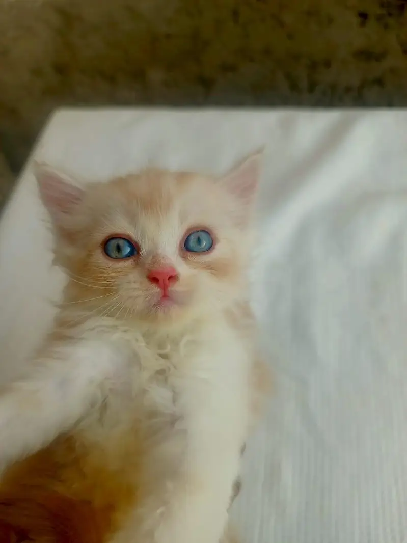 Mashallah 5 fluffy Persian kittens available baby blue eyes doll face — photo 3