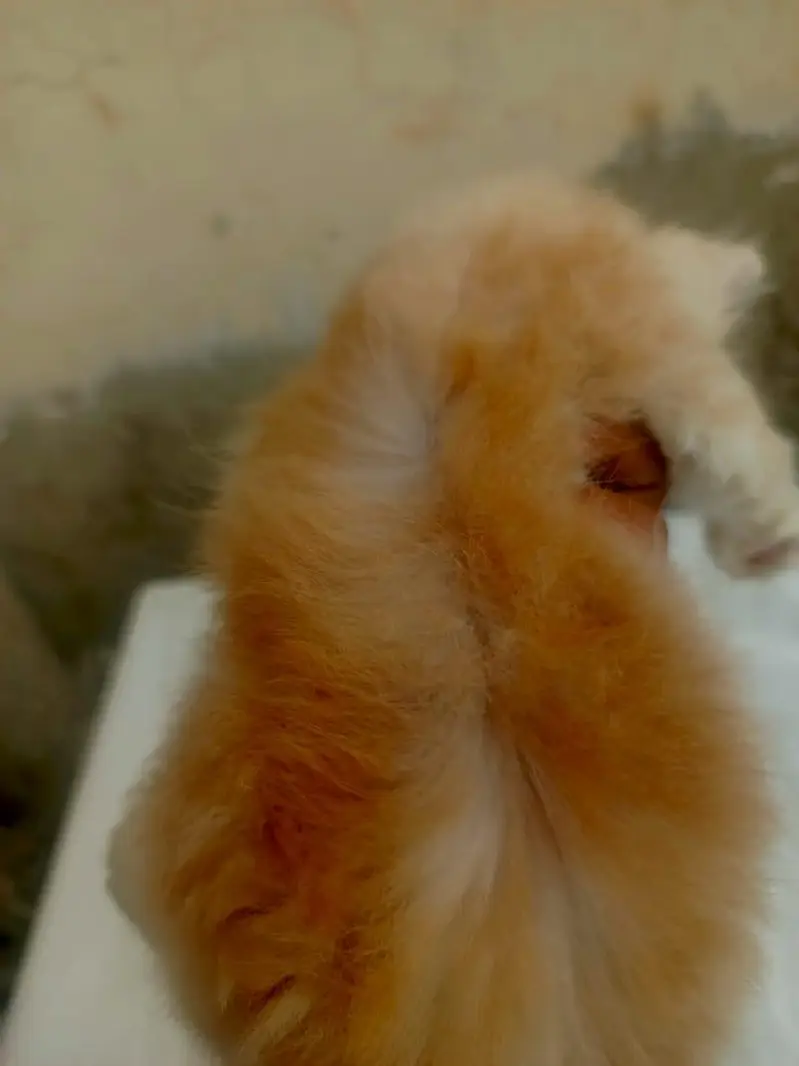 Mashallah 5 fluffy Persian kittens available baby blue eyes doll face — photo 4