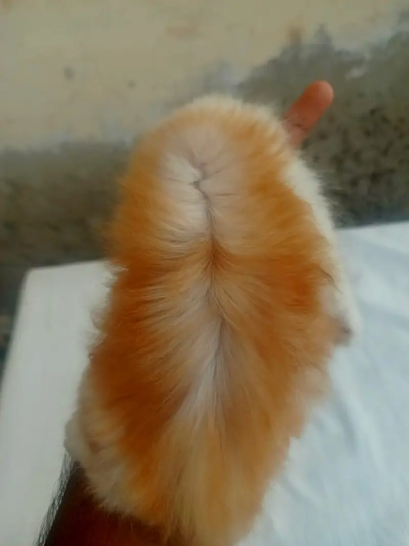 Mashallah 5 fluffy Persian kittens available baby blue eyes doll face — photo 5