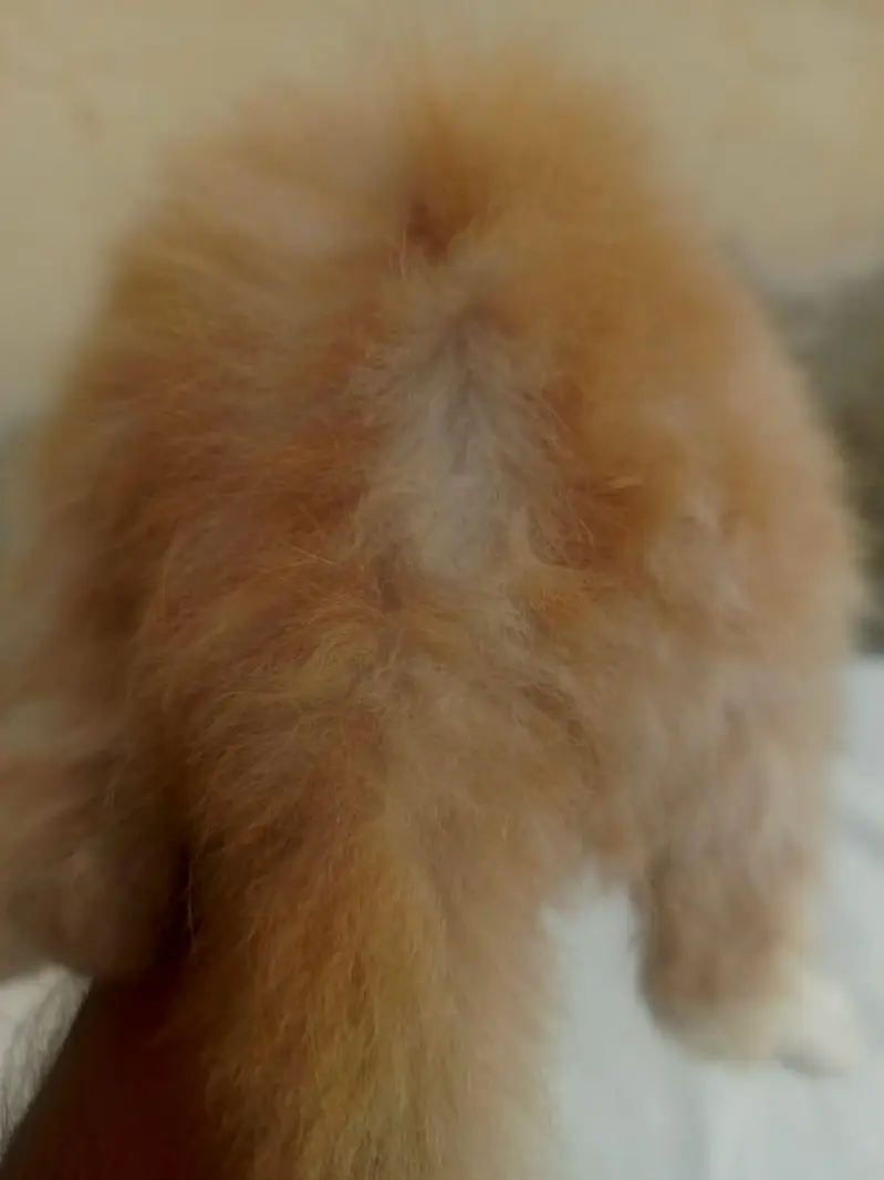 Mashallah 5 fluffy Persian kittens available baby blue eyes doll face — photo 6