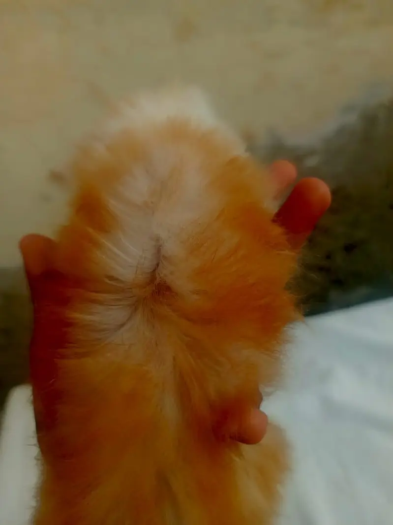 Mashallah 5 fluffy Persian kittens available baby blue eyes doll face — photo 7